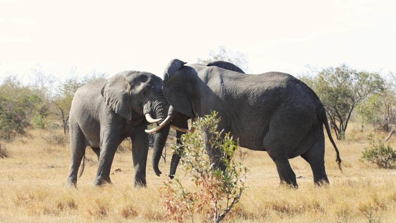 African Rest Lodge Barberton Eksteriør bilde