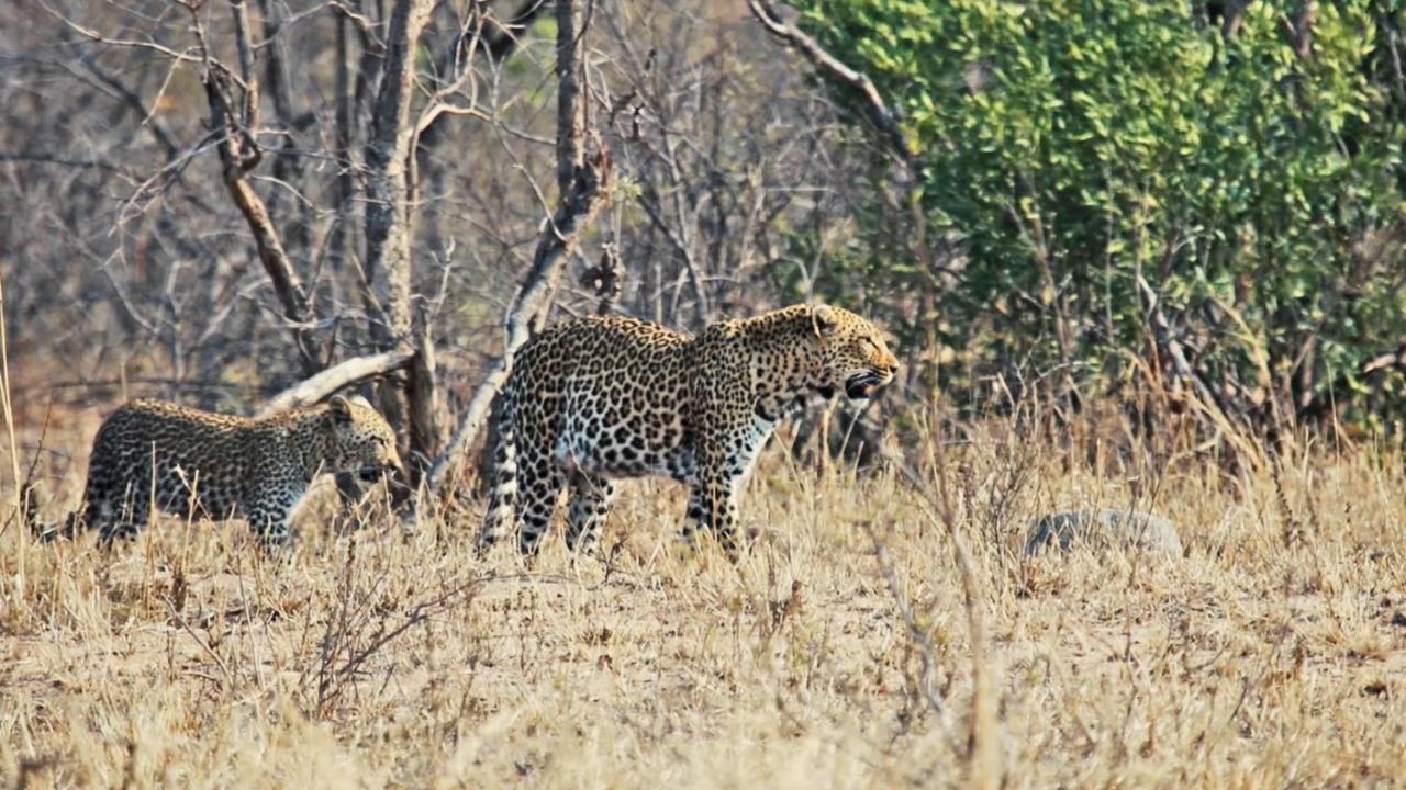 African Rest Lodge Barberton Eksteriør bilde